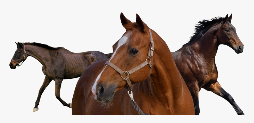 Sorrel, HD Png Download