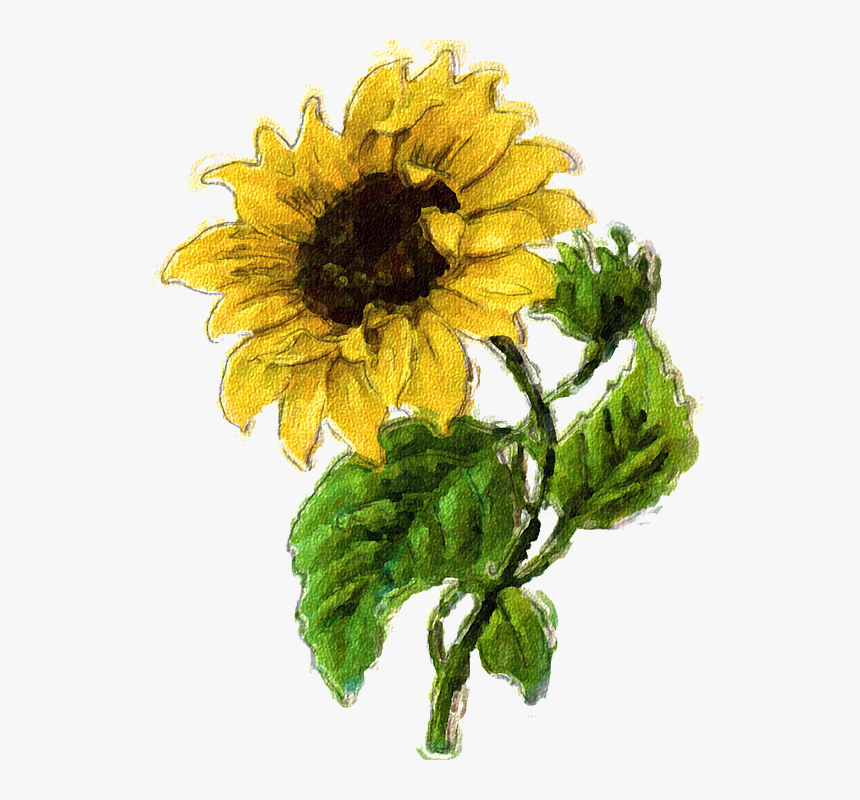 Graphic Sunflower, HD Png Download