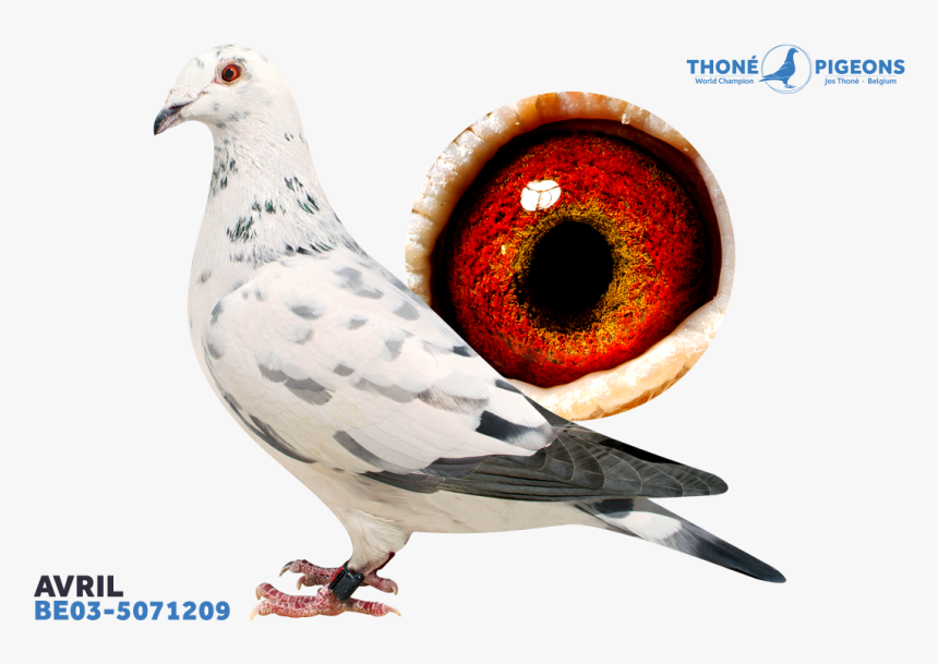 Jos Thone Pigeons Avril, HD Png Download