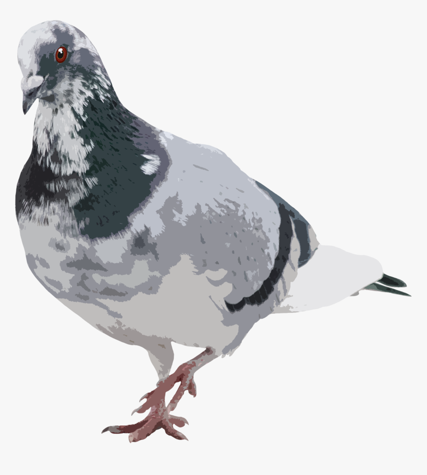 Rock Dove, HD Png Download