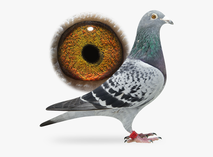 Stock Dove, HD Png Download