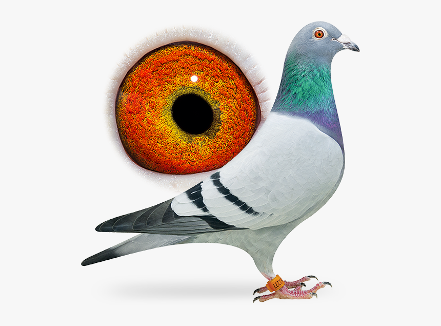 Veenstra Pigeons, HD Png Download