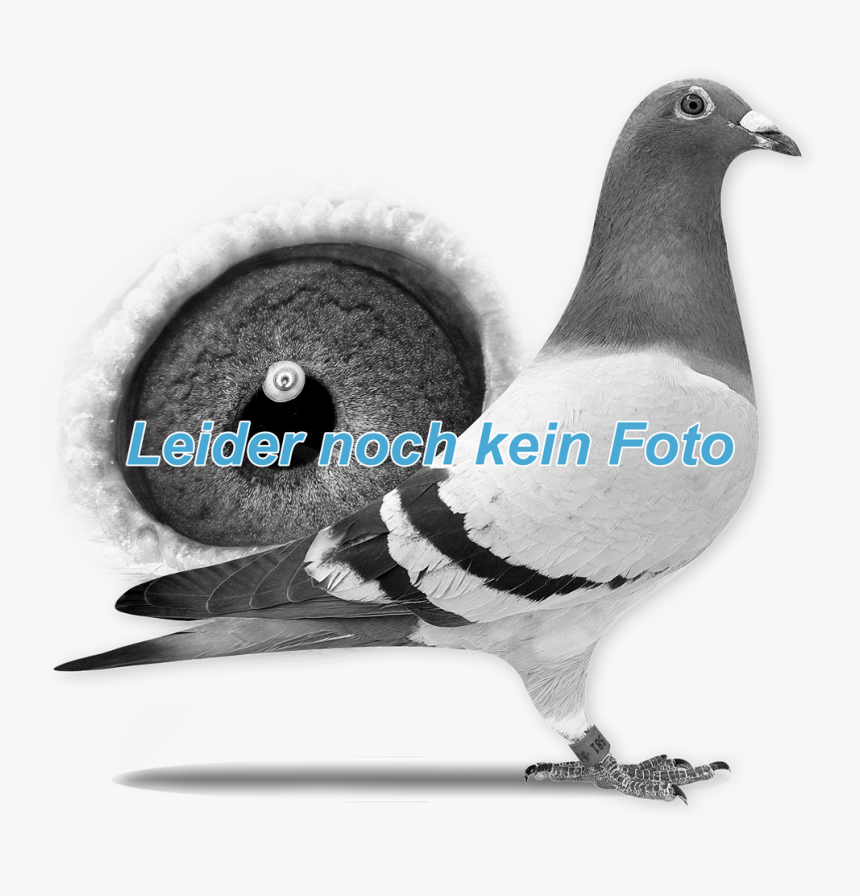 Rock Dove, HD Png Download