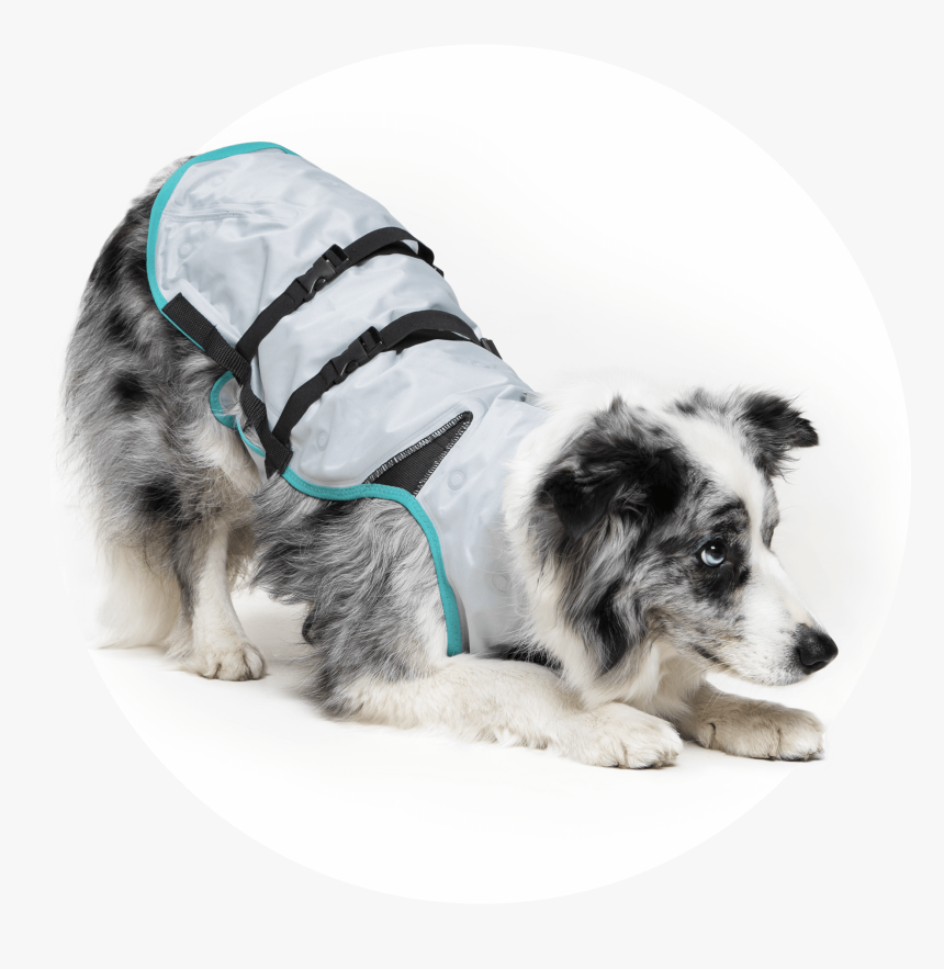 Angry Dog Png, Transparent Png