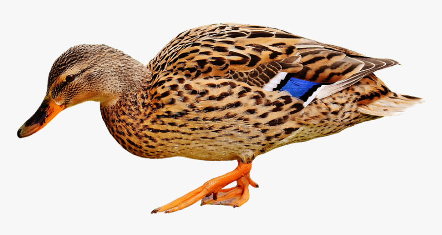 Duck, HD Png Download