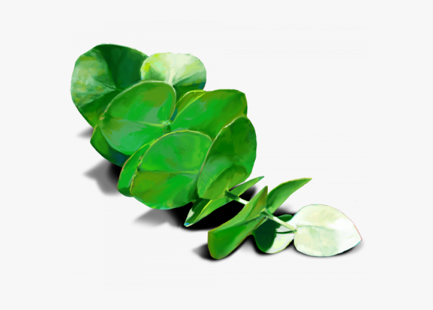 Eucalyptus Leaves Transparent, HD Png Download