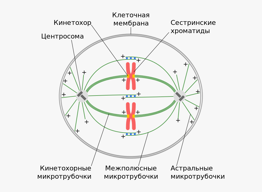 Mitotic Spindle In Animal Cell - Spindle Apparatus In A Cell, HD Png Download