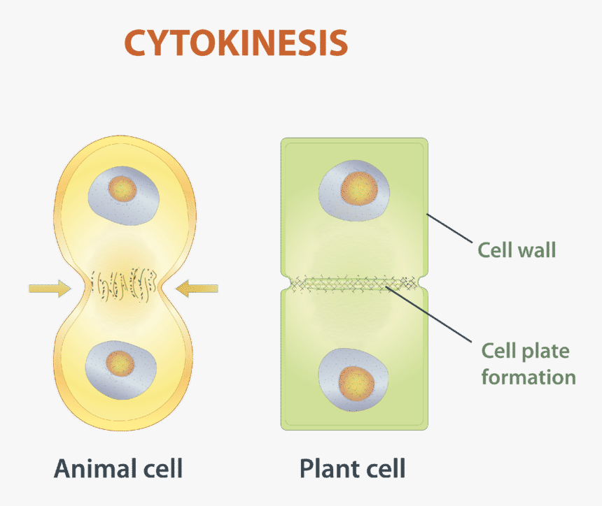 5 - 2i - Circle, HD Png Download