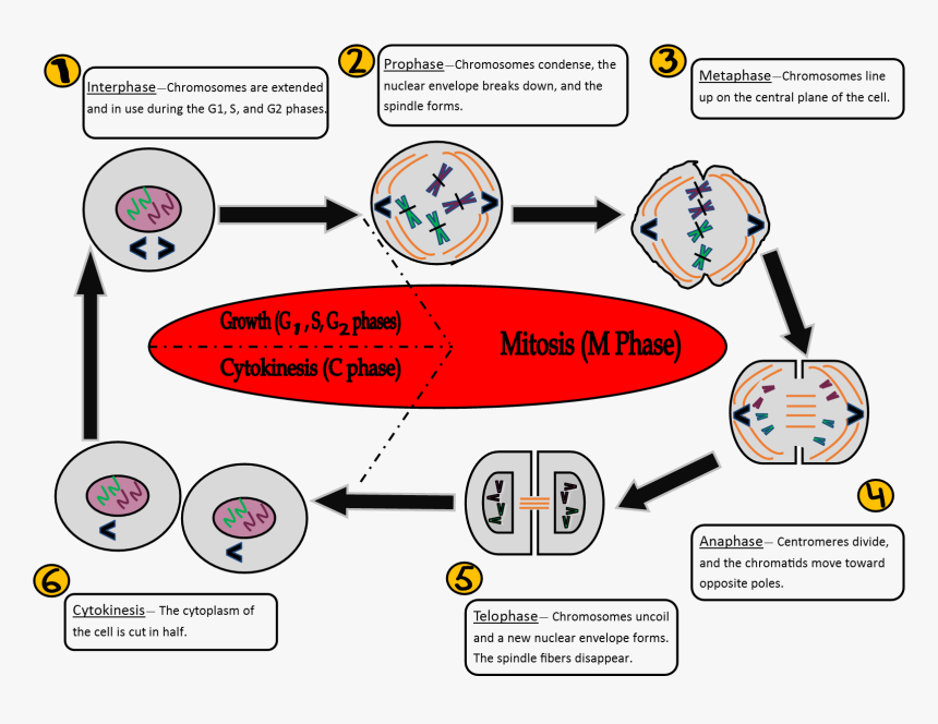 Diagram, HD Png Download