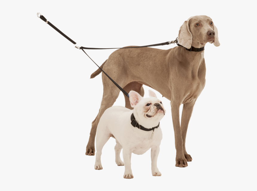 Png Dog For Picsart, Transparent Png