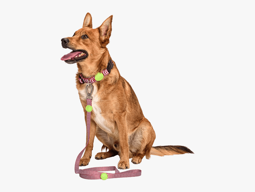 Cane Guinzaglio Png, Transparent Png