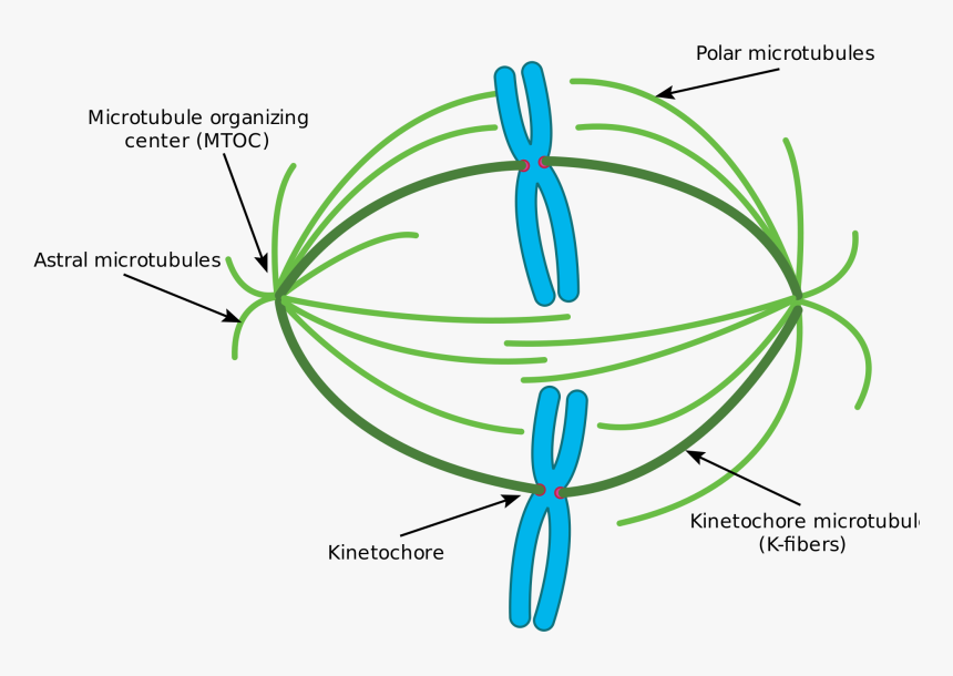 Microtubulos Do Fuso, HD Png Download