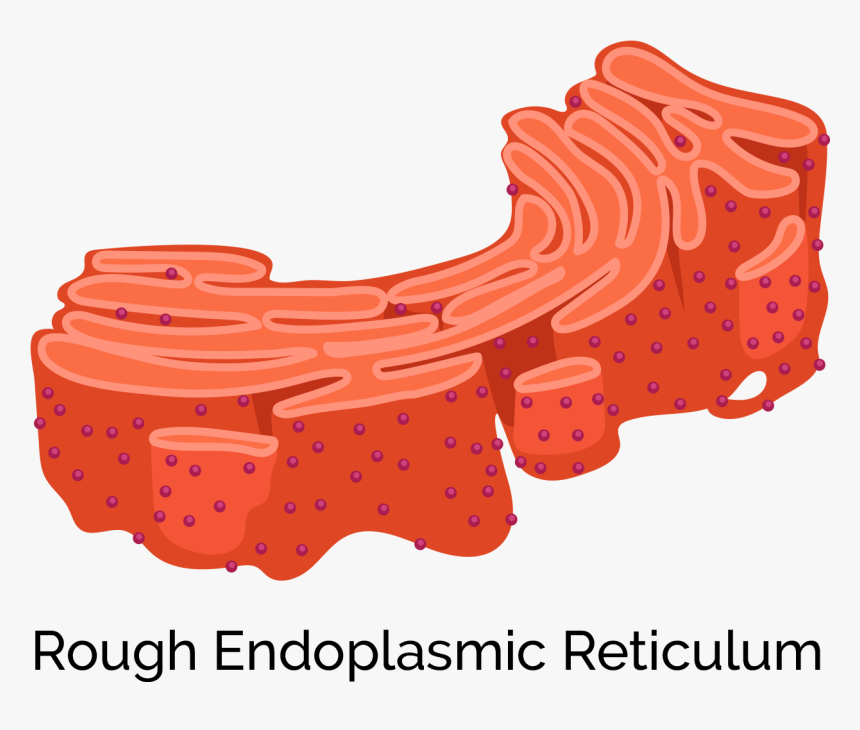 Illustration, HD Png Download