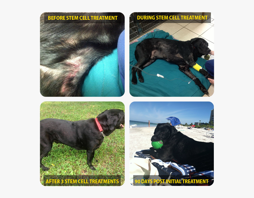Dog Cell Therapy Treatment - Companion Dog, HD Png Download