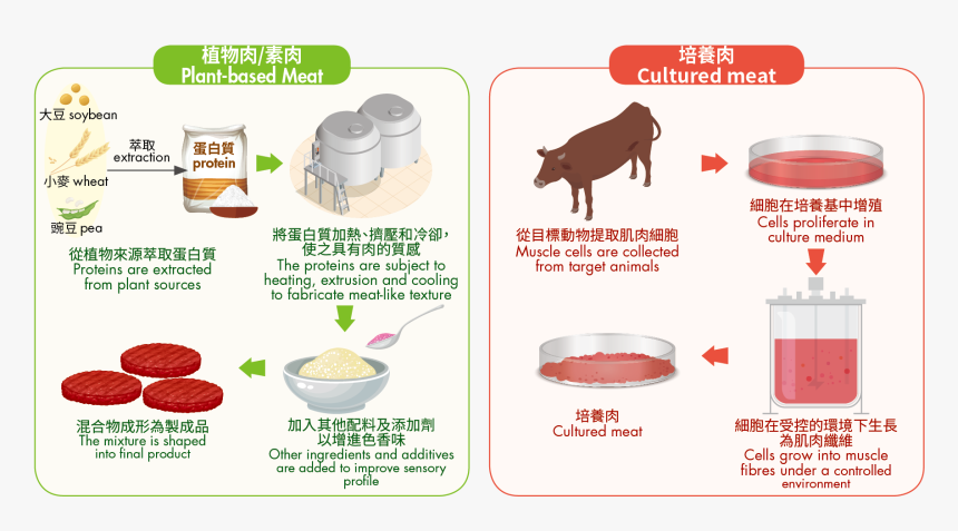Plant Based Meat Process, HD Png Download