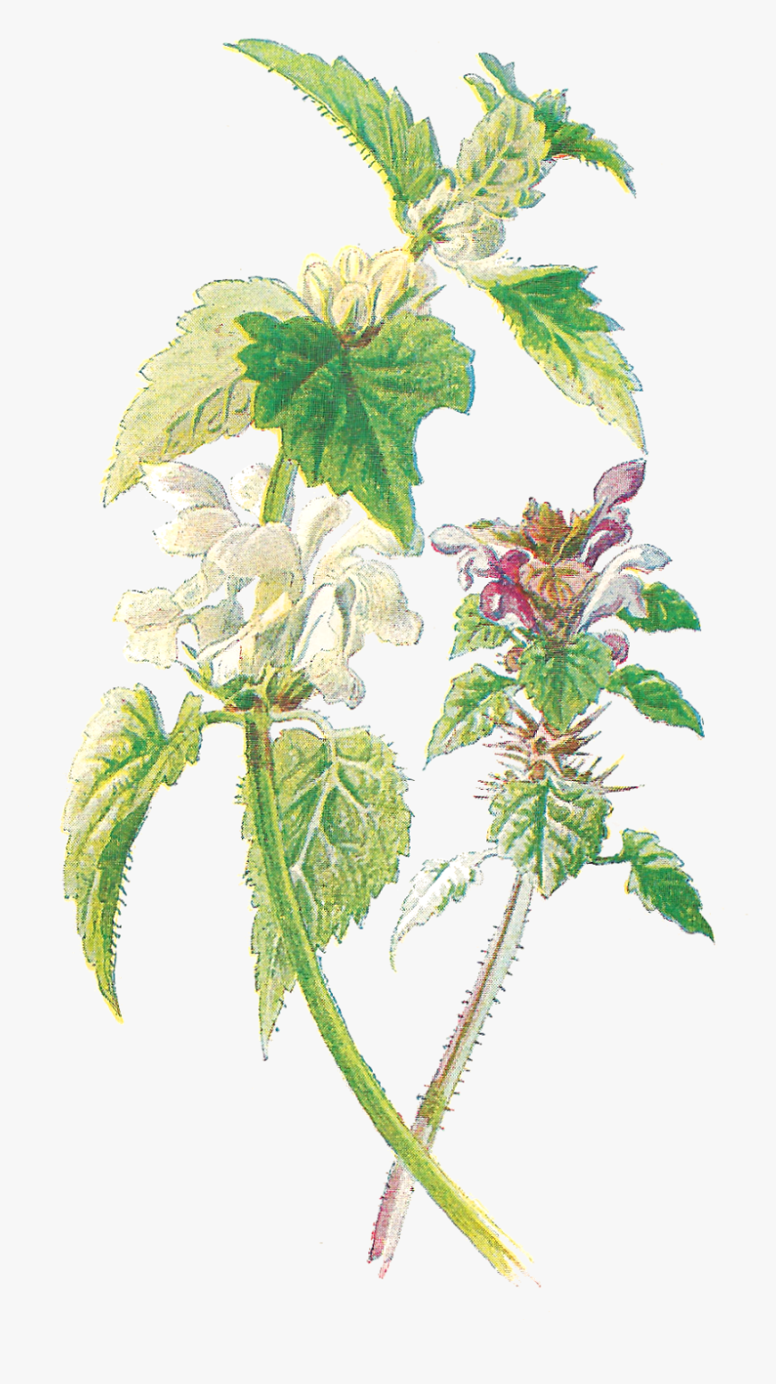 Red Dead Nettle Botanical, HD Png Download