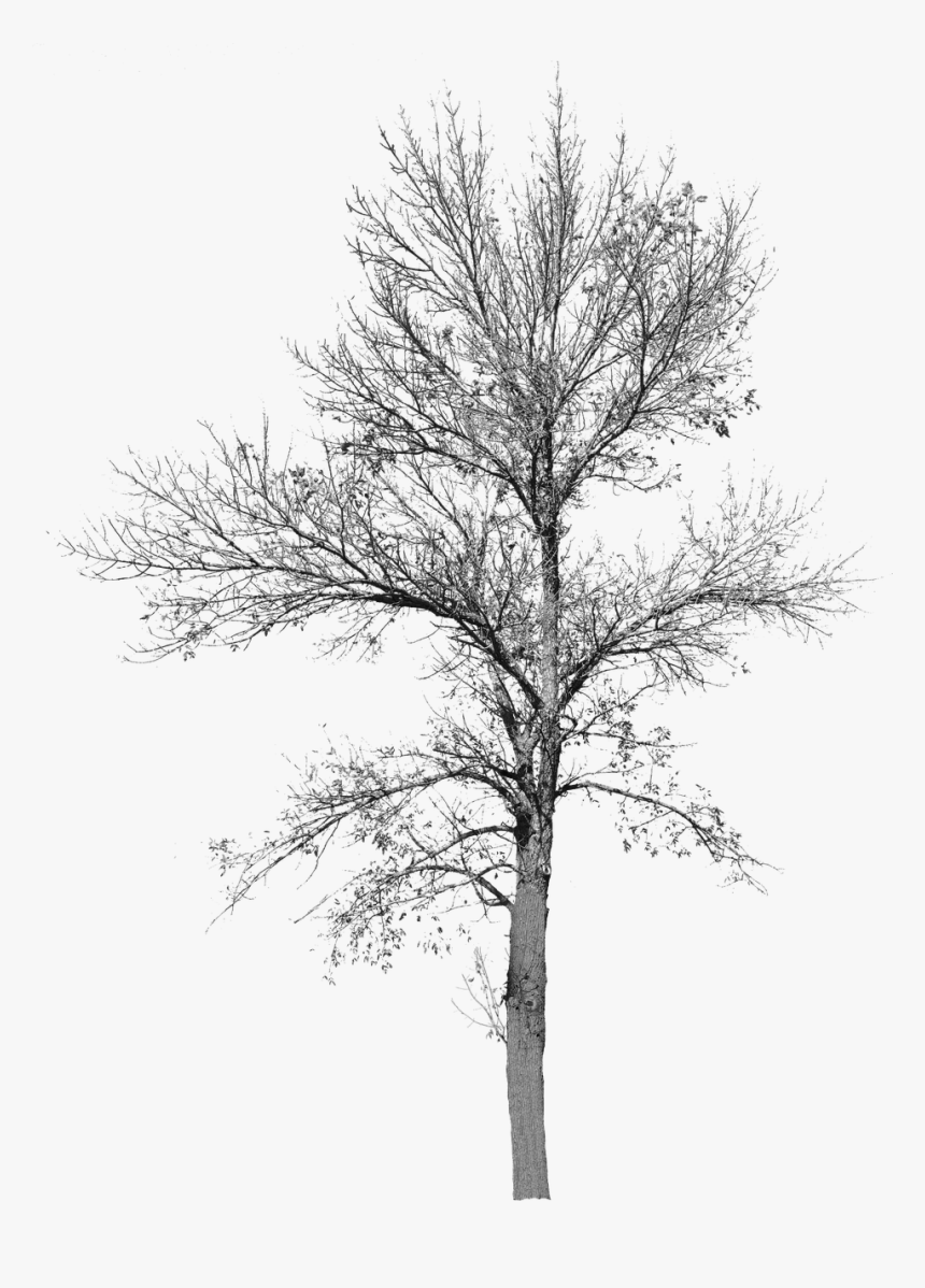 Tree With No Leaves Tree With No Background Bare Tree - Winter Tree Cut Out, HD Png Download