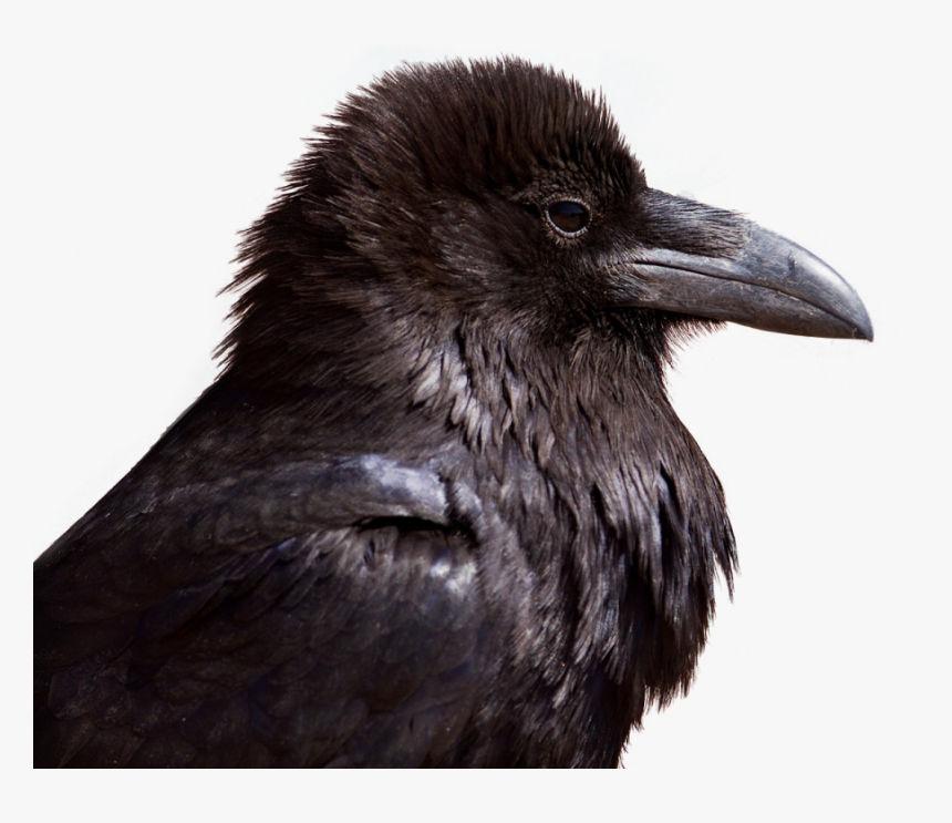 Crow Png Image, Transparent Png