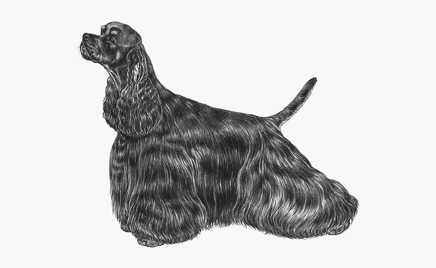 American Cocker Spaniel Png, Transparent Png