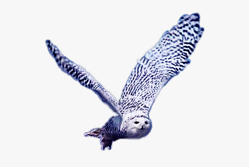 #hedwigowl #eulen #schneeeulen #meinetiere - Red Shouldered Hawk, HD Png Download