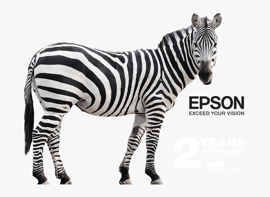 Epson Ecotank Mono Banner - Zebra Cartoon Animal Png, Transparent Png