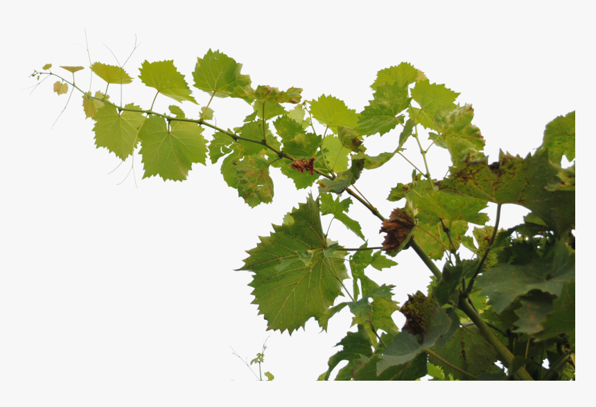 Portable Network Graphics, HD Png Download