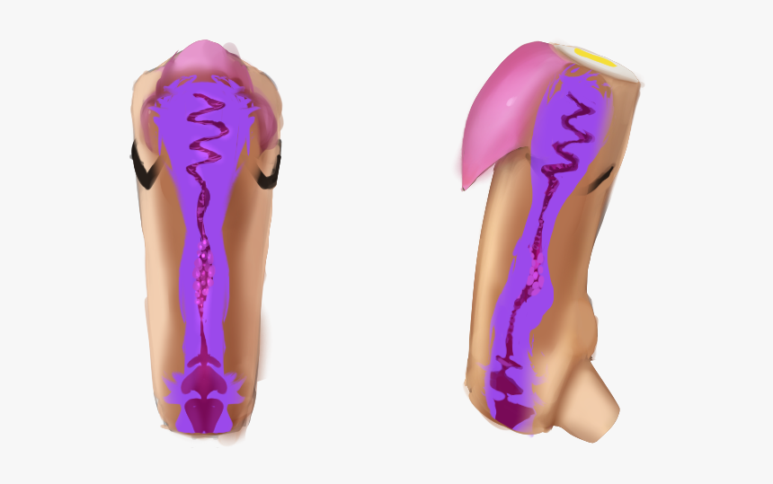 Sole, HD Png Download