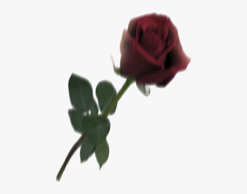 Garden Roses, HD Png Download