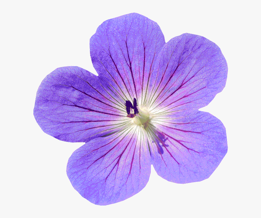 Flower Isolated Final Result With Transparent Background - Các Loài Hoa, HD Png Download