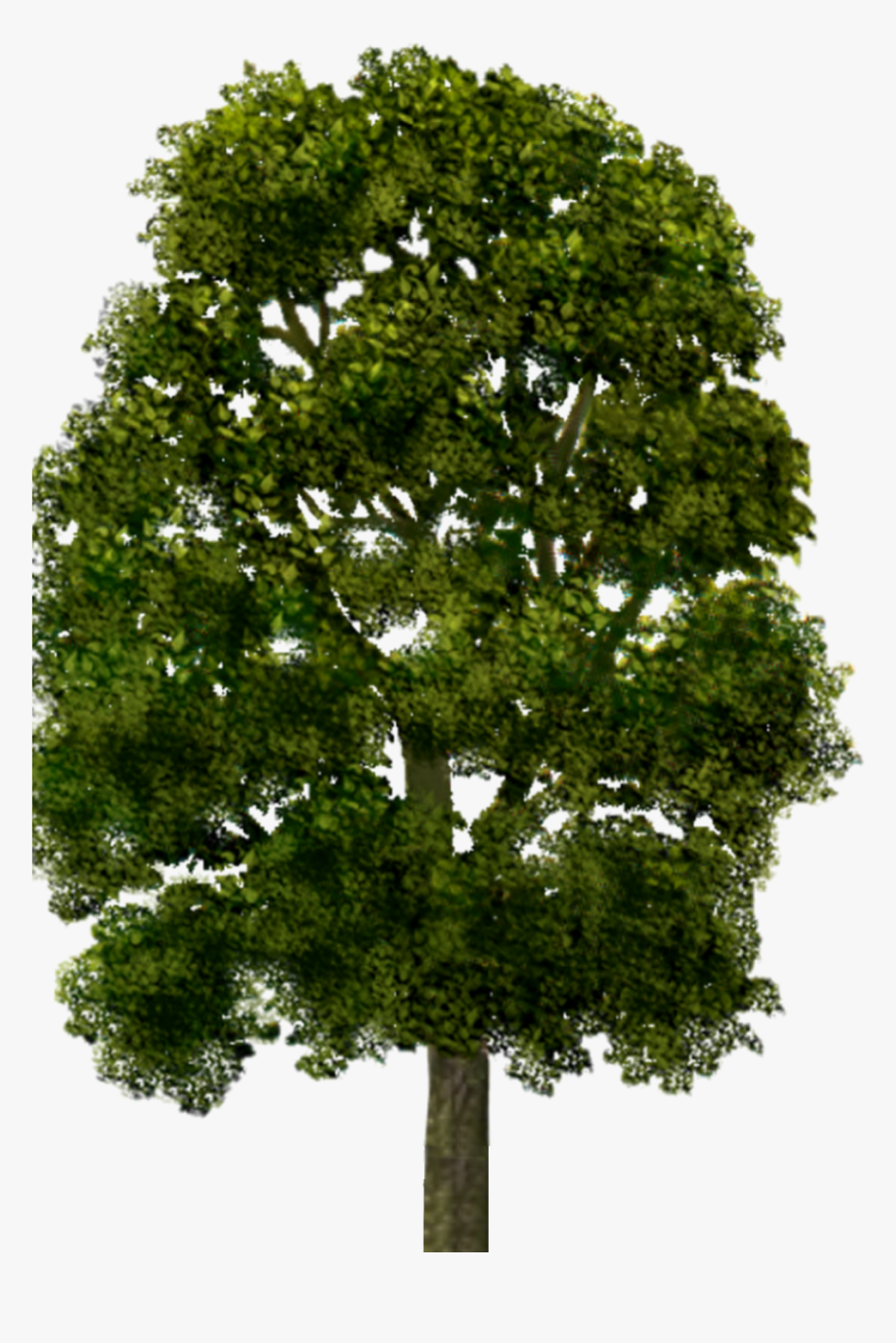 Oak, HD Png Download