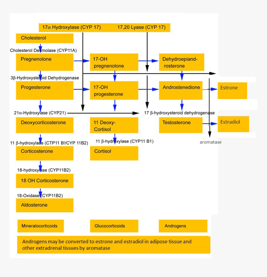 Steroid Biosynthesis In The Adrenal Cortex - 17 Hydroxylase Deficiency, HD Png Download