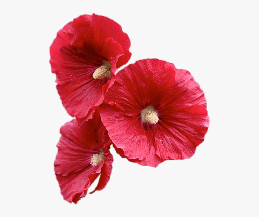Red Hollyhock Flowers - Hollyhock Flower Png, Transparent Png