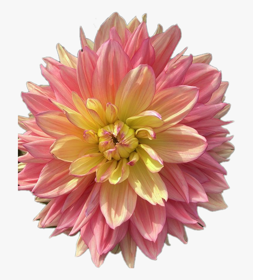 #dahlia #flower #beautiful - Dahlia, HD Png Download