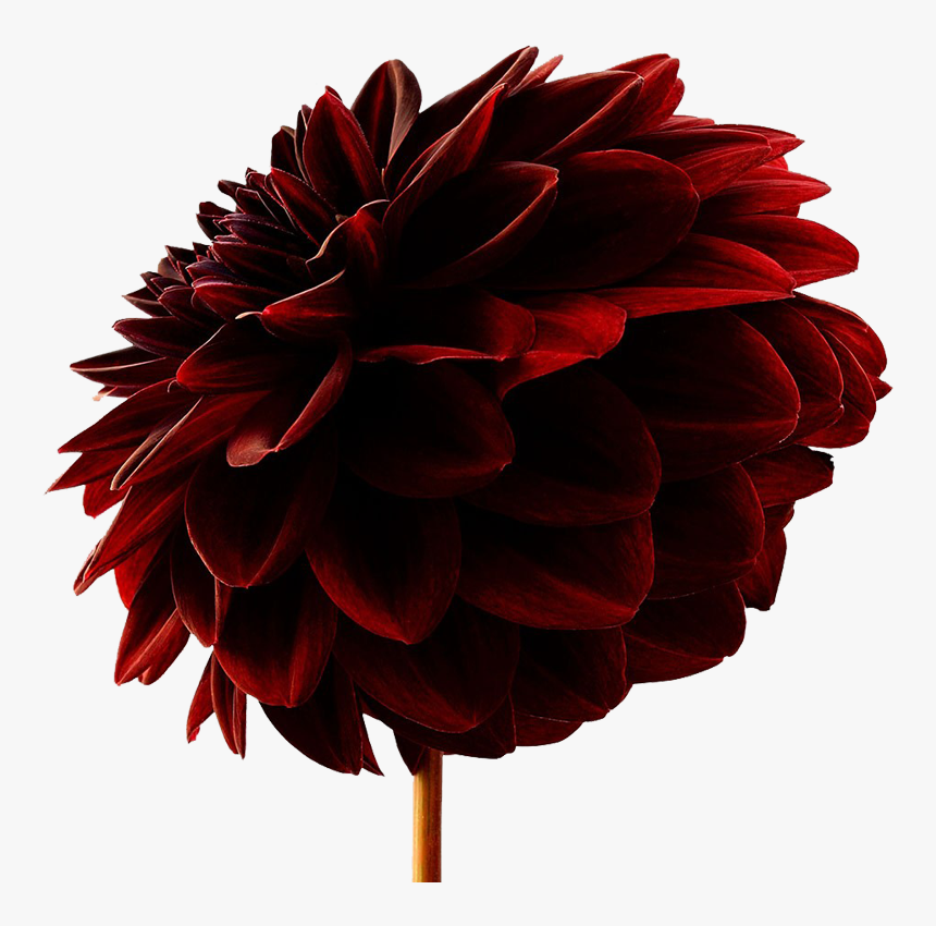 Dahlia, HD Png Download