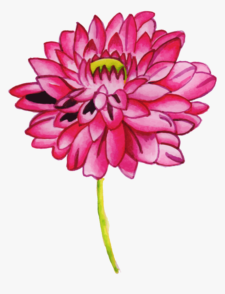 Chrysanths, HD Png Download