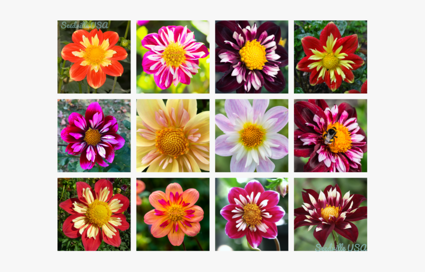 Dahlia Flower, HD Png Download