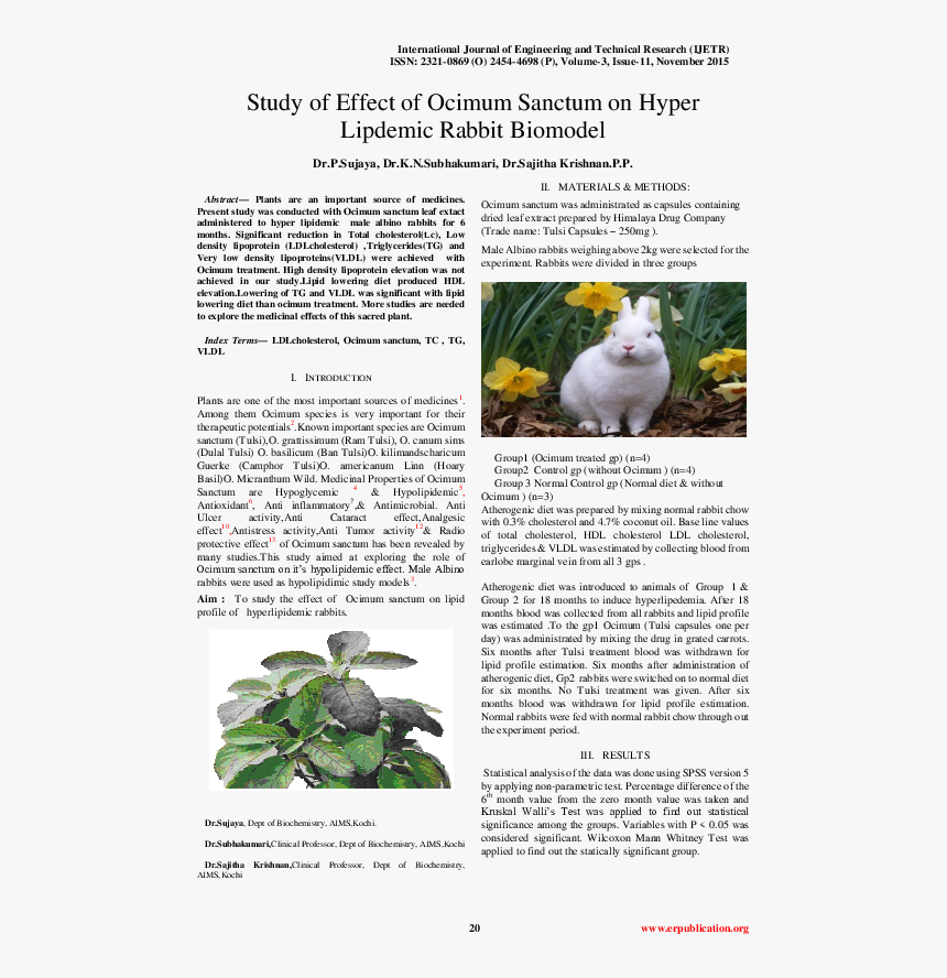 Bird, HD Png Download