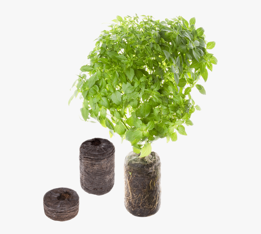 Basil Plant Png - Tregren Seed Pods, Transparent Png