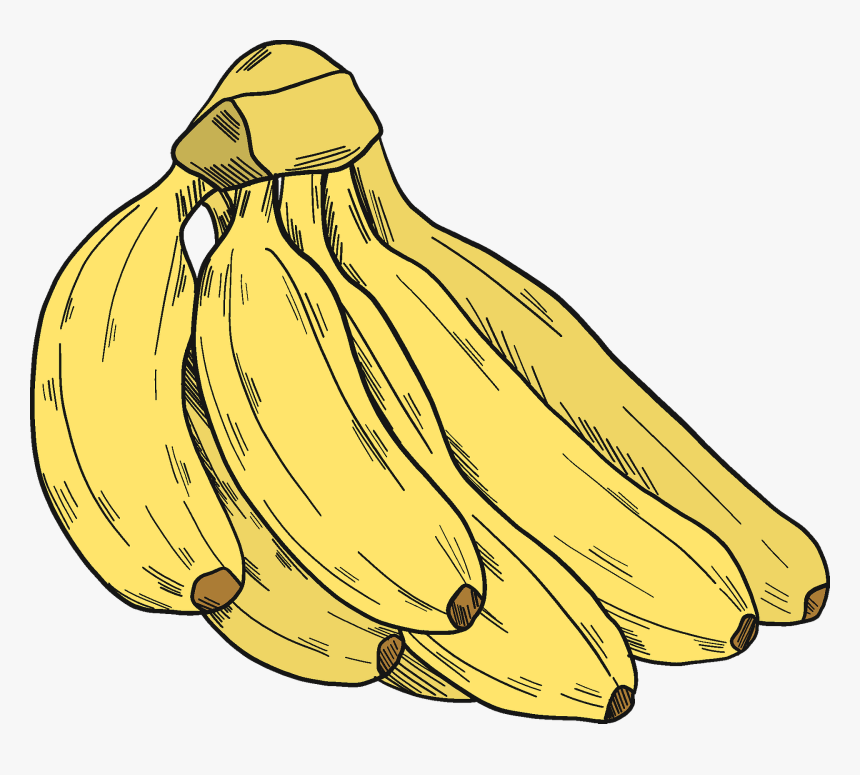 Elephant Garlic, HD Png Download