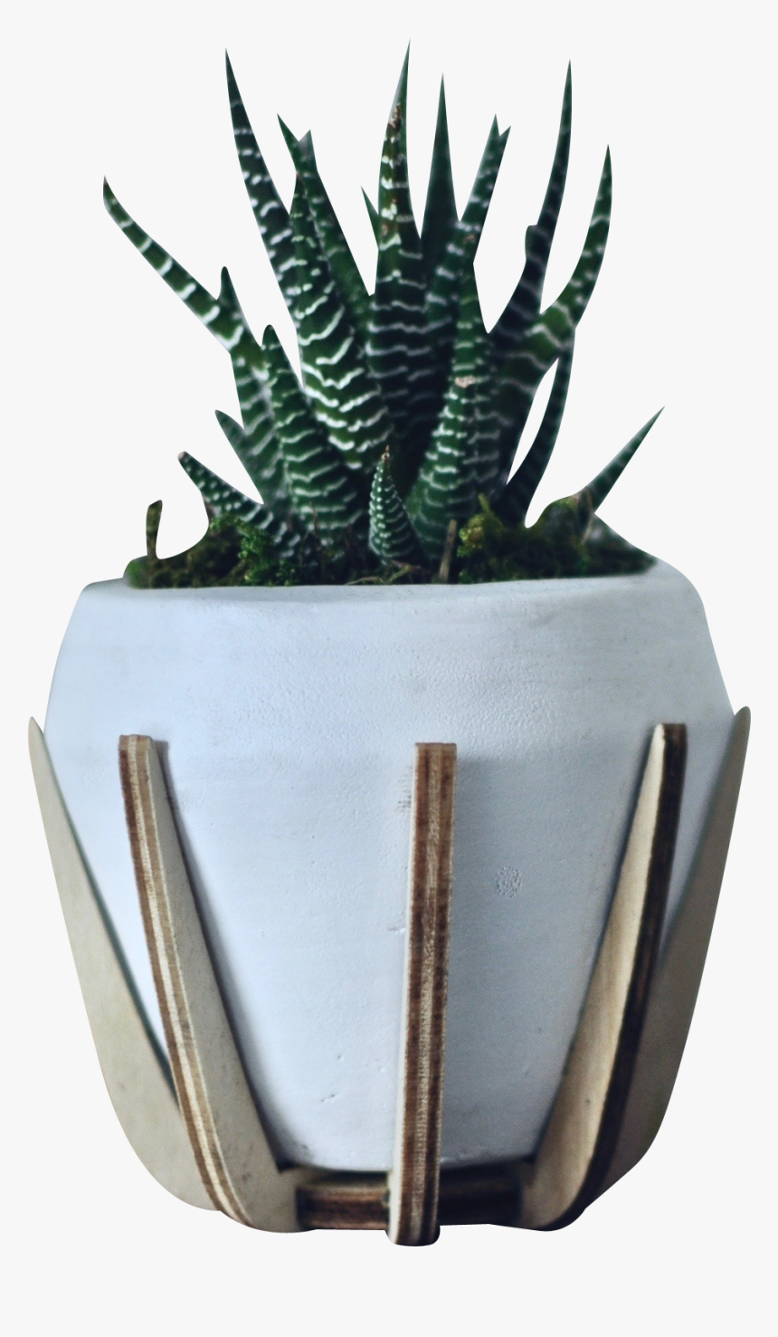 Green Zebra White Pot - Agave, HD Png Download