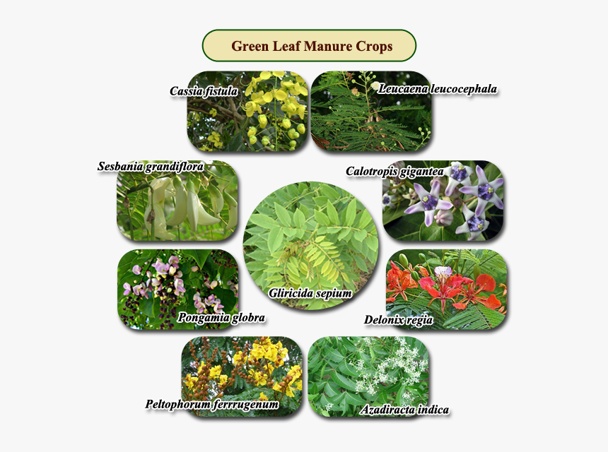 Green Leaf Manure - Calotropis Gigantea, HD Png Download