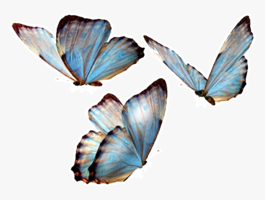 #butterfly #butterflies #nature #png #overlay #overlays - Transparent Background Butterfly Png, Png Download