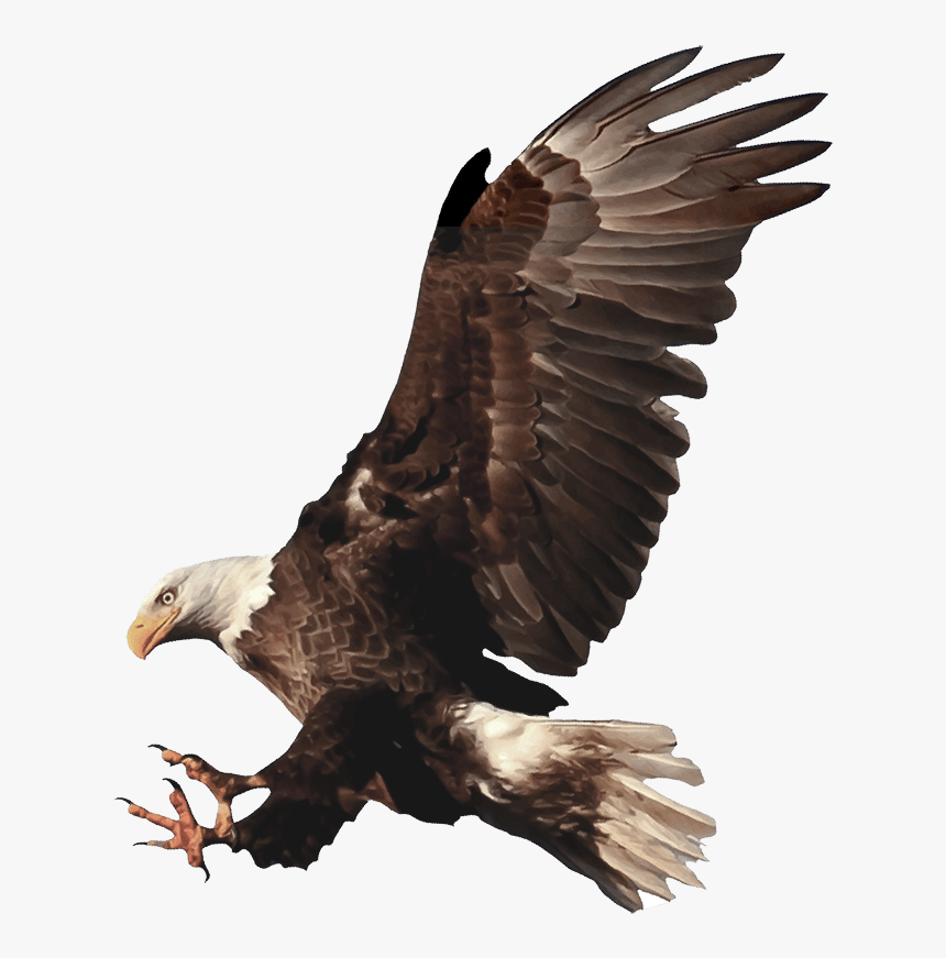 Bald Eagle, HD Png Download