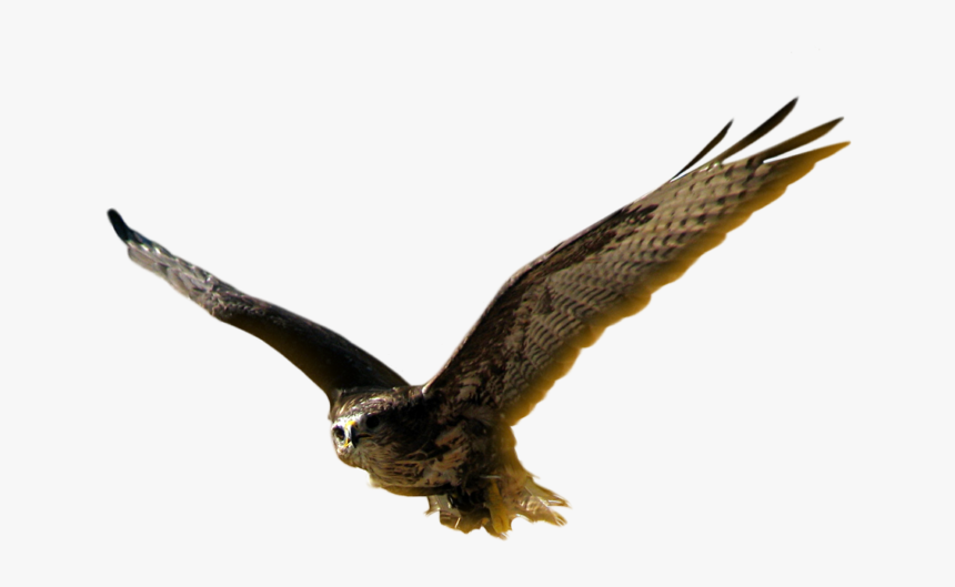 Harrier, HD Png Download