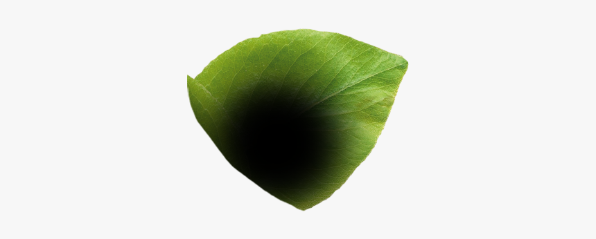 Bud, HD Png Download