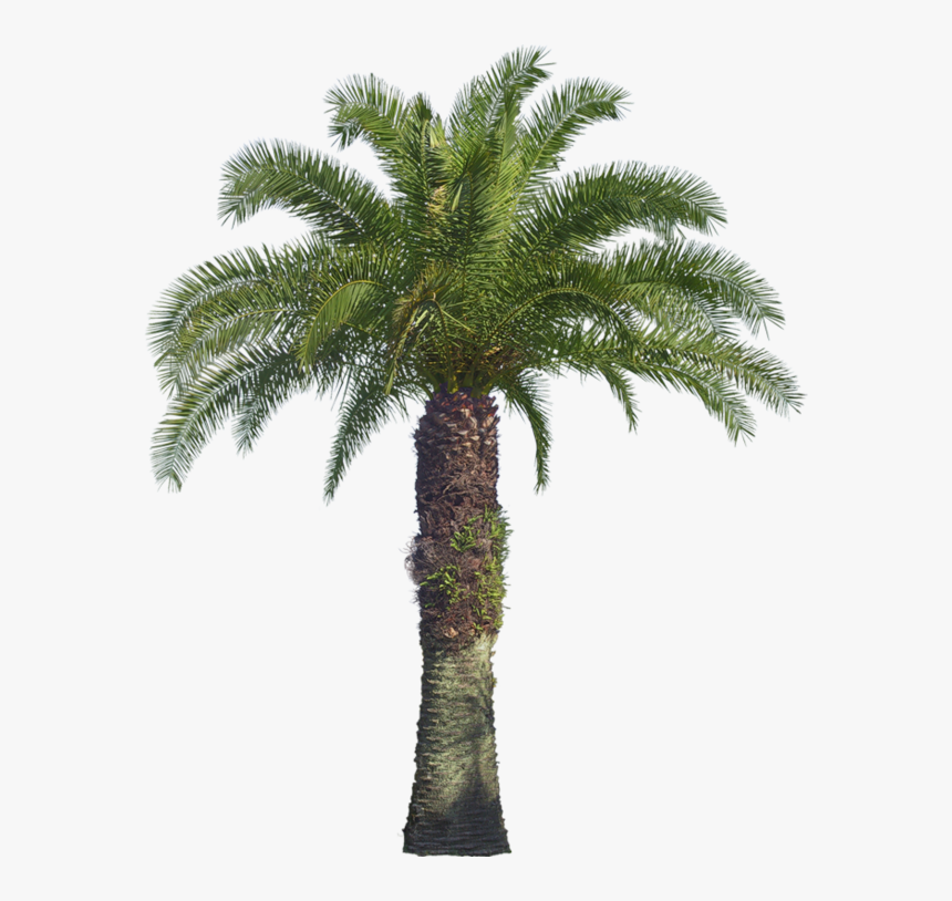 7 Png, Y/28225406 - Oil Palm Tree Png, Transparent Png