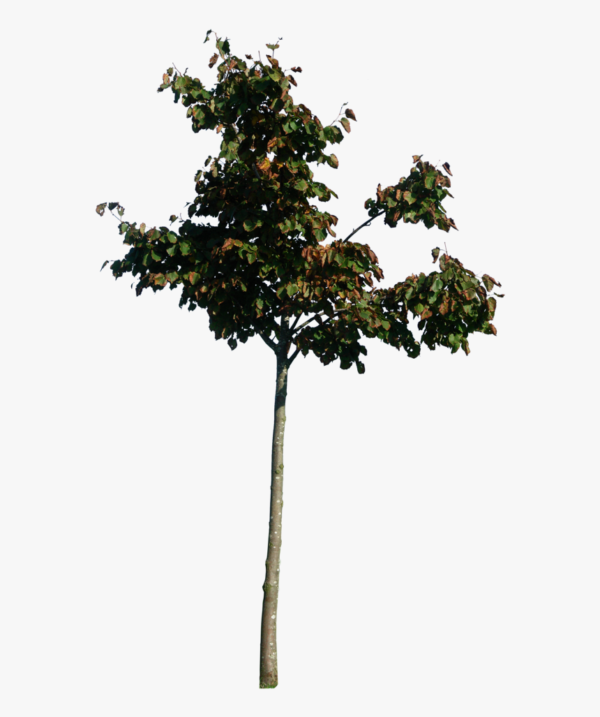 Thumb Image - Little Tree Png, Transparent Png