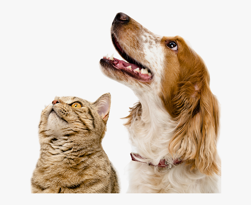 Dogs - Cat And Dog Hd Png, Transparent Png