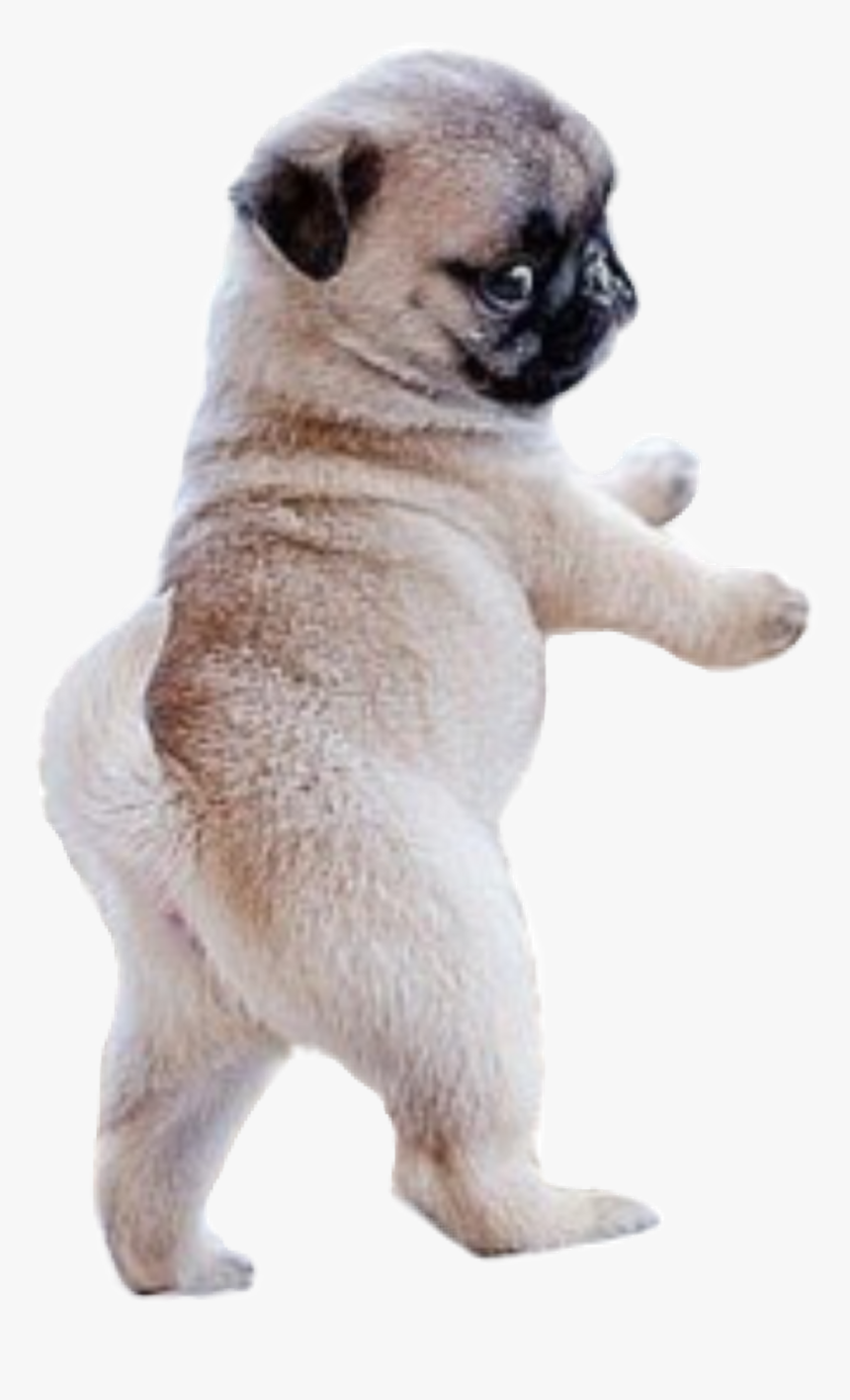 #dog - Pug Puppy, HD Png Download