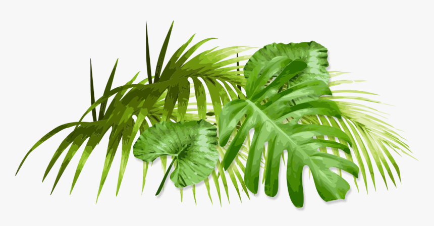 Palm Tree, HD Png Download